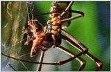 Wildlife Vidcaps 02 File 61 of 62 - mm Spider's Web & Giant Honey Bees 08.jpg 51Kb (1/1)