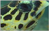 Wildlife Vidcaps 1 - Day 2 of 2 - File 21 of 26 - mm Turtle.jpg 43Kb (1/1)