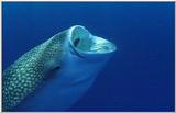 Wildlife Vidcaps 1 - Day 2 of 2 - File 24 of 26 - mm Whale Shark 03.jpg 33Kb (1/1)