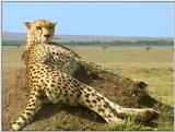 Wildlife Vidcaps 03 - File 08 of 59 - mm Cheetah 02.jpg 62Kb (1/1)