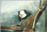 unidentified monkey (cute) --> White-fronted Marmoset (Callithrix geoffroyi)