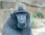 Monkey #2 - Celebes Crested Macaque (Macaca nigra)