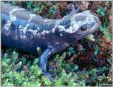 Marbled Salamander (Ambystoma opacum)#1