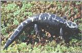 Marbled Salamander (Ambystoma opacum)#2