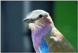 Re: cockatiel pictures -- Lilac-breasted Roller