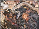Re: Brown Snake -- Northern Brown Snake (Storeria dekayi dekayi)