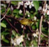 near-sighted warbler