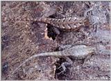 Northern Fence Lizards #2