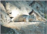 Calif Ground Squirrel ngoct4