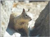 Calif Ground Squirrel nov06
