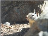 Calif Ground Squirrel nov07