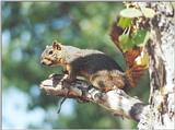 Grey Squirrel 92kb jpg