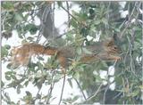 Fox Squirrel nov2 7