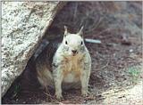 California Ground Squirrel 129k jpg