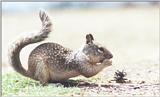 California Ground Squirrel 78k jpg