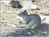 California Ground Squirrel 103k jpg