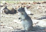 California Ground Squirrel 98k jpg