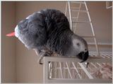 African Grey Parrot - Ryen