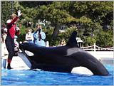 Re: California souvenirs - Dolphin on the jump in Sea World, San Diego - warning 328 KByte :-)
