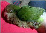 Baby Quaker Parrot - Andy