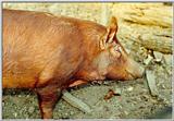 Pigs at LBL - western Kentucky