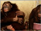 Orangutans hugging