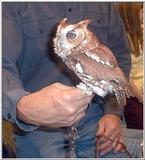 Toledo Zoo - Screech Owl