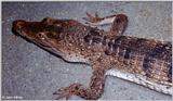 Philippine Crocodile (Crocodylus mindorensis)