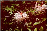Rhododendron and Bee - Barnwell, SC - pretty02.jpg