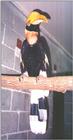 Greater Hornbill