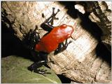 Dendrobates galactonotus (red frog)