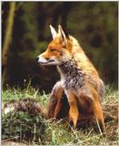 fNP - Red Fox