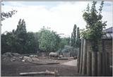 London Zoo: rhinos.jpg