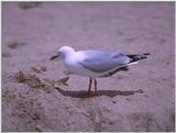 Re: Looking for bird pix! - roodsnavelmeeuw2.jpg -- Red-billed Gull
