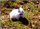 rr Bunny Munching.jpg (cuteness warning)