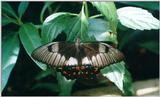 rrButterfly1299a.jpg 800x480 [1 of 4]