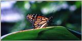 rrButterfly1299d.jpg 640x320 [4 of 4]