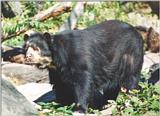 Spectacled Bear #3