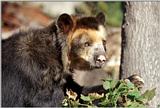 Spectacled Bear #4