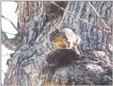 Squirrel sept2 3