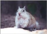 White California Ground Squirrel sept14