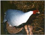 Silver Pheasant - Lophura nycthemera