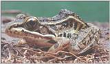 Southern Leopard Frog (Rana sphenocephala) #1
