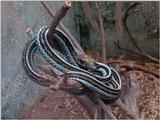 Sanfransisco garder snake