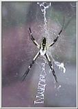 Spider picture -help identify?