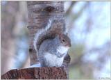 Gray Squirrel #1