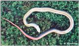 Re: REQ Pics of Green, Long-nose, or Ringneck Snakes
