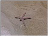 Sea Star -Edisto Beach, SC - star01.jpg