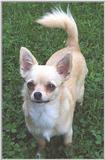Sweetie Chihuahua (1) (jpg) (taken 5-19-01)