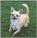 Sweetie Chihuahua (2) (jpg) (taken 5-19-01)